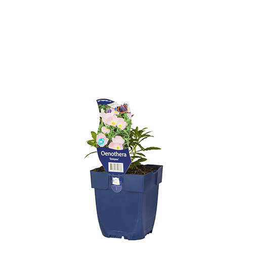Oenothera 'Siskiyou' POT_GOLF 8712815741376 Natlys - Oenothera Siskiyou