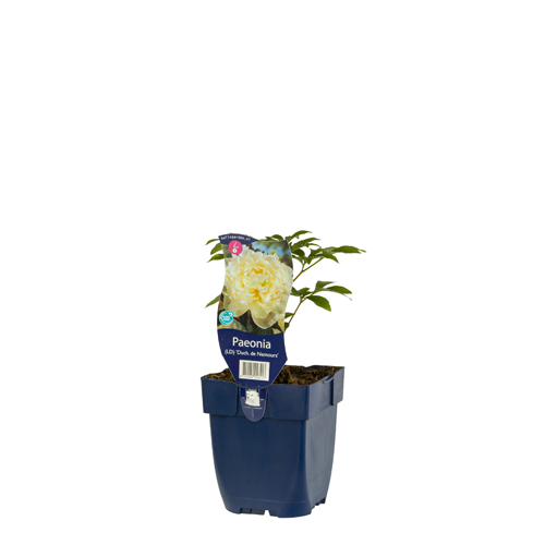 Paeonia (LD) 'Duch. de Nemours' POT_GOLF 8712044048413 Silkepeon - Paeonia Duchesse de nemours