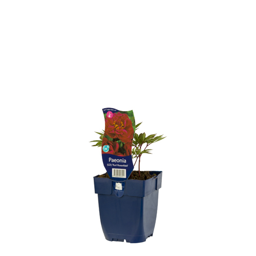 Paeonia (LD) 'Karl Rosenfield' POT_GOLF 8712044048901 Silkepeon - Paeonia Karl Rosenfield