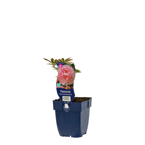 Paeonia (LD) 'Sarah Bernhardt' POT_GOLF 8712044049557 Silkepeon - Paeonia Sarah Bernhardt