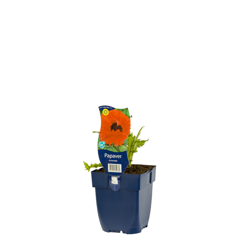 Papaver orientale POT_GOLF 8712044050669 Kæmpevalmue - Papaver orientale