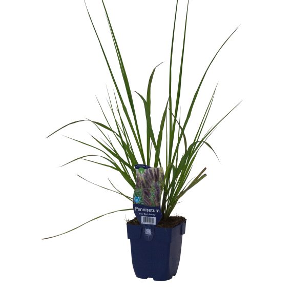 Pennisetum alop. 'Black Beauty' POT_GOLF 8717191520751 Lampepudsergræs - Pennisetum Black beauty