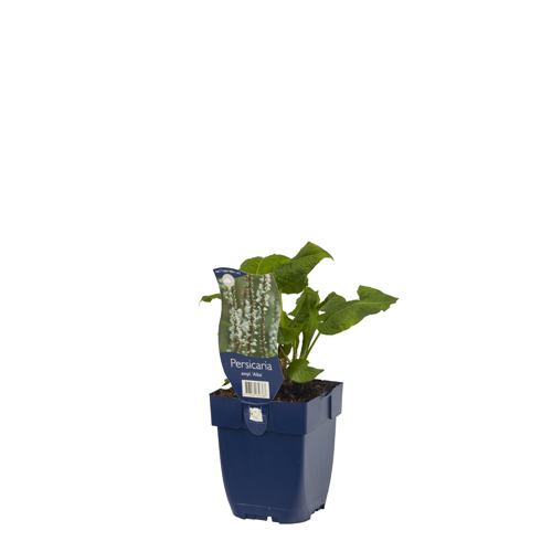 Persicaria ampl. 'Alba' POT_GOLF 8713469656368 Kærtepileurt - Persicaria amplexicaulis Alba