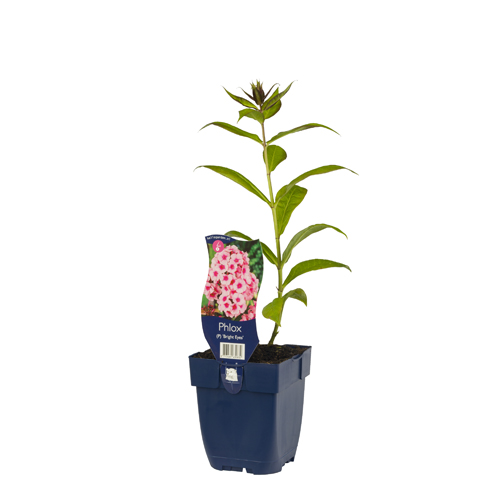 Phlox (P) 'Bright Eyes' POT_GOLF 8713469630832 Staudephlox - Phlox bright eyes