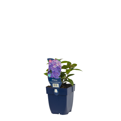 Phlox (P) 'Sw. Summer Ocean' POT_GOLF 8717191512268 Staudephlox - Phlox Summer ocean