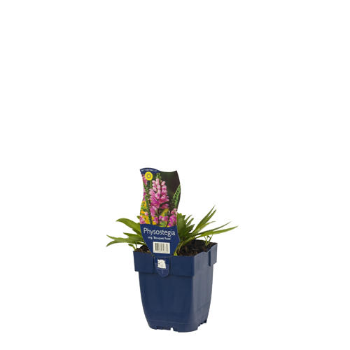 Physostegia virg. 'Bouquet Rose' POT_GOLF 8713469648639 Drejeblomst - Physostegia Bouquet rose