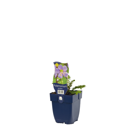 Polemonium caeruleum POT_GOLF 8713469654142 Jakobstige - Polemonium caeruleum
