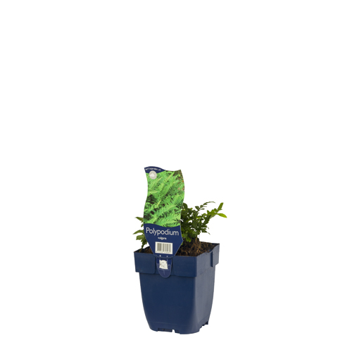 Polypodium vulgare POT_GOLF 8713469658065 Engelsød - Polypodium vulgare