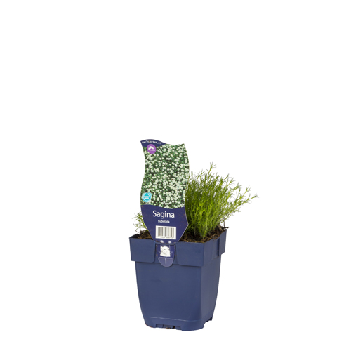 Sagina subulata POT_GOLF 8713469686723 Firling - Sagina subulata