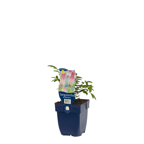 Sanguisorba off. 'Pink Tanna' POT_GOLF 8717191403283 Kvæsurt - Sanguisorba Pink Tanna