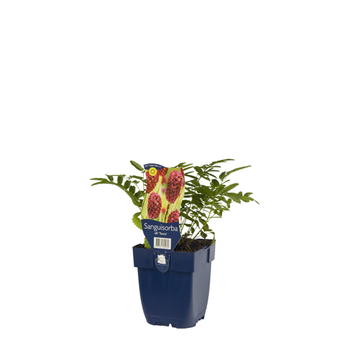 Sanguisorba off. 'Tanna' POT_GOLF 8713469690980 Kvæsurt - Sanguisorba Tanna