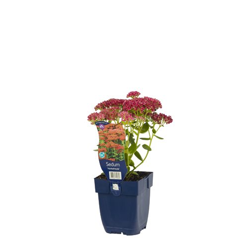 Sedum 'Herbstfreude' POT_GOLF 8713469742856 Skt. Hans urt - Sedum Herbstfreude