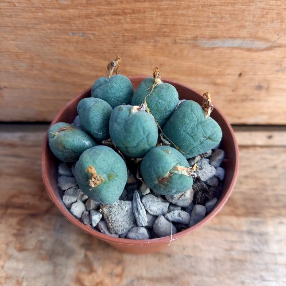 20250317_112652 Conophytum vellutinum 1