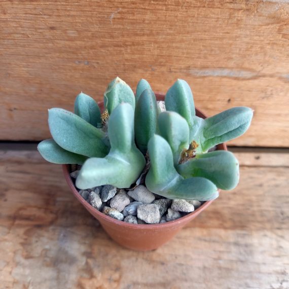 20250317_112702 Conophytum blandum 2