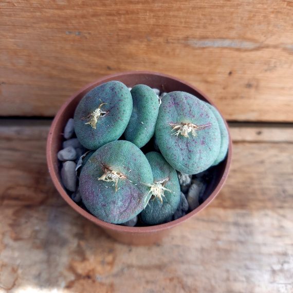 20250317_112713 Conophytum ernestii 3