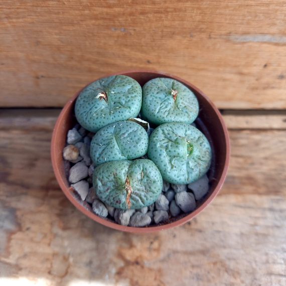 20250317_112756 Conophytum truncatum 5