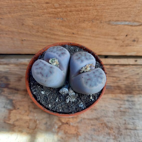 20250317_112837 Lithops dinteri 1