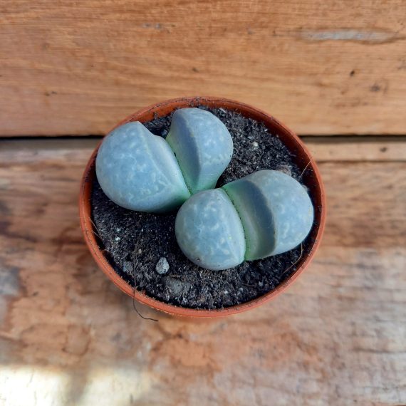20250317_112852 Lithops marmorata 2