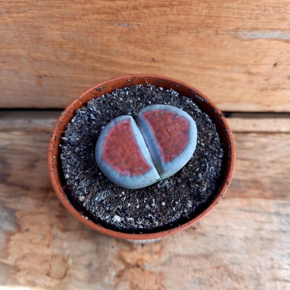 20250317_112902 Lithops karasmontana 3