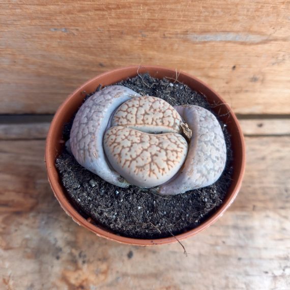Lithops gesinae v. annae 5