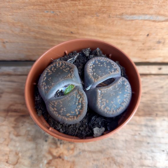 Lithops aucamiae v. storms snowcap 6