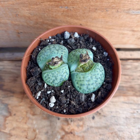 20250317_112947 Lithops fulviceps aurea 7