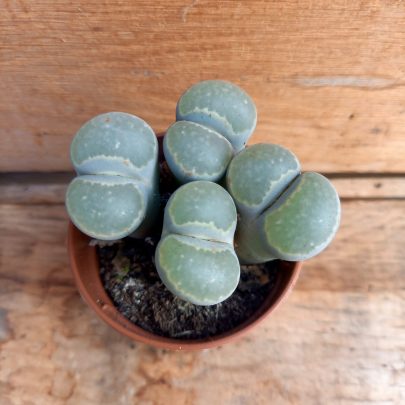 Lithops sp. grey