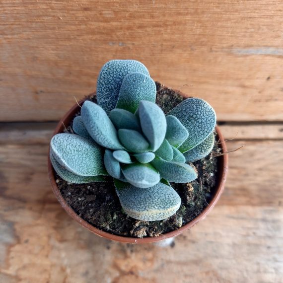 20250317_113013 Andromischus tecta