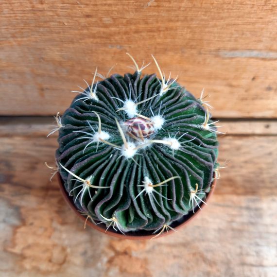 20250317_113045 Echinofossulocactus multicostatus