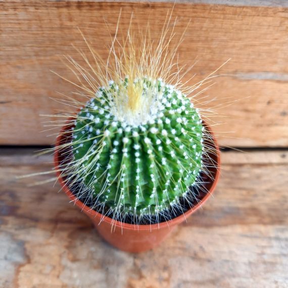 20250317_113103 Notocactus leninghausii