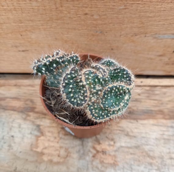 Opuntia fulgida cristata