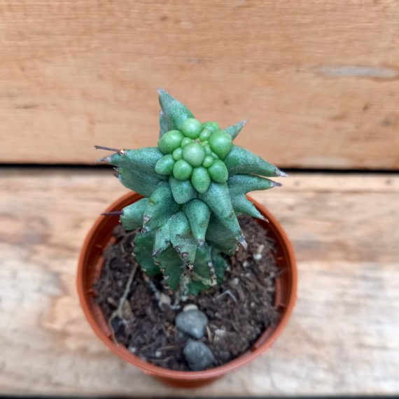 20250317_124902 Euphorbia poligona cristata