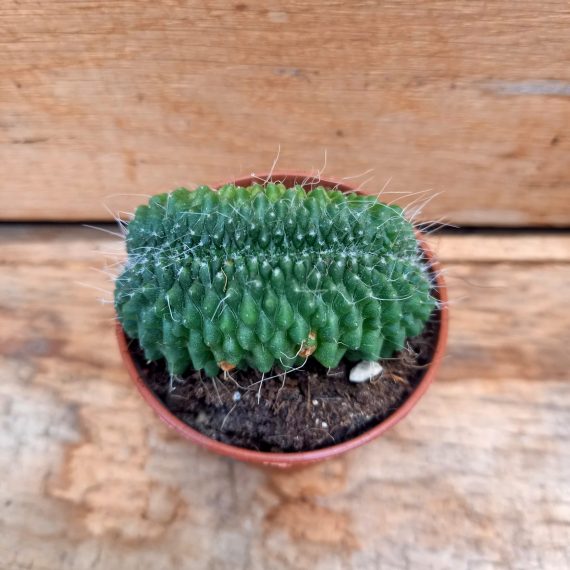 20250317_124944 Mammilaria cristata
