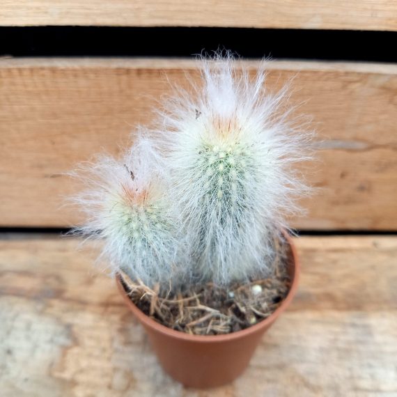 20250317_125005 Espostoa lanata