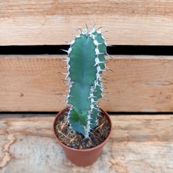 20250317_125036 Euphorbia polycantha
