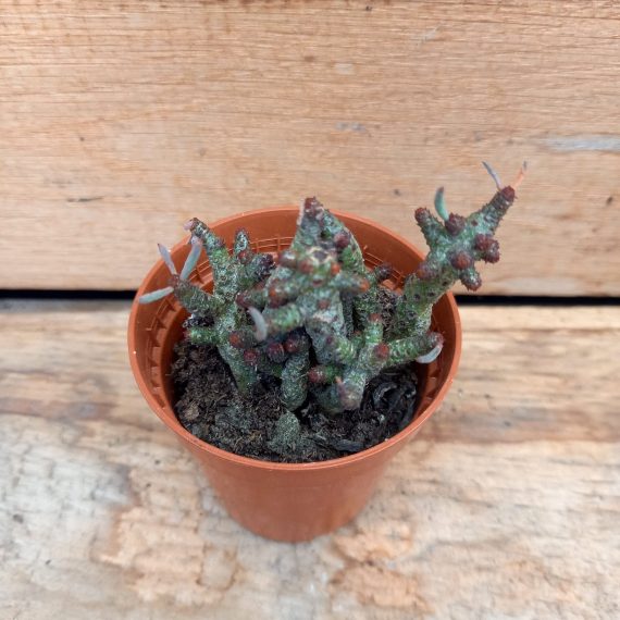 20250317_125110 Tylecodon buchhalzianus