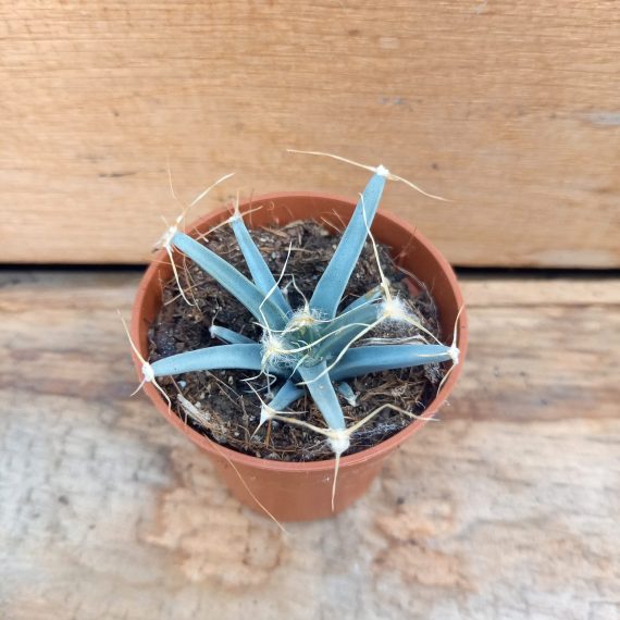 20250317_125234 Leuchtenbergia principus lille