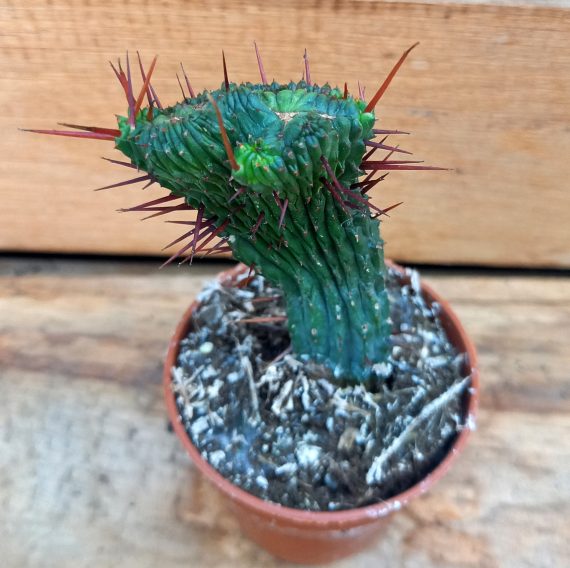 20250317_125303 Euphorbia enopla cristata høj