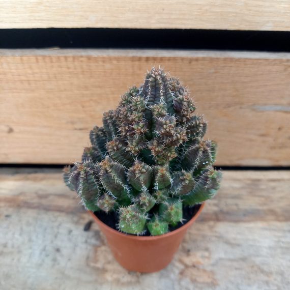20250317_125337 Euphorbia lugardiae