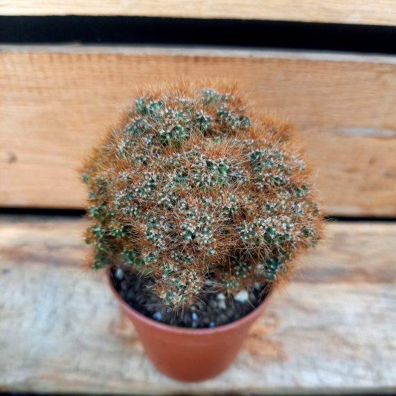 20250317_125357 Cereus peruvianus monstrouza
