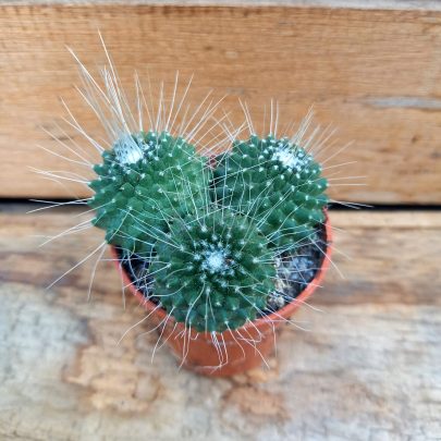 Mammillaria spinosisima