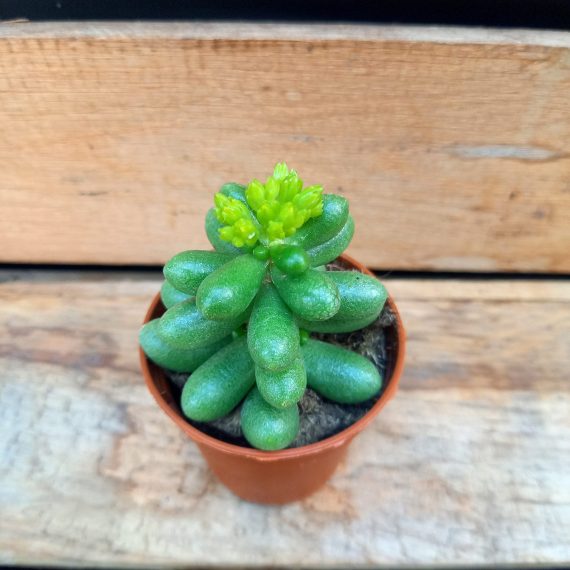20250317_125432 Sedum hernandezii