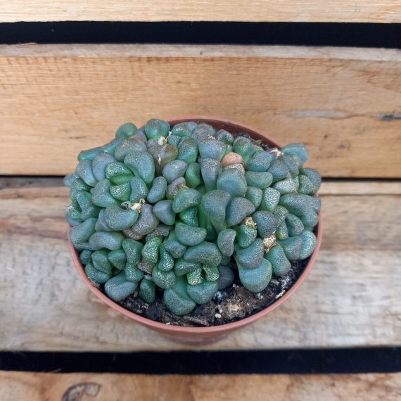 20250317_135421 Aloinopsis schoonesii