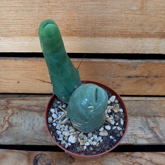 20250317_135538 Dillerkaktus Cereus Penis