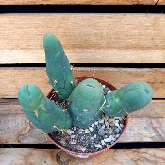 20250317_135600 Dillerkaktus Cereus Penis XL