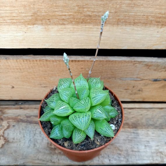 20250317_135626 Haworthia herbaceae