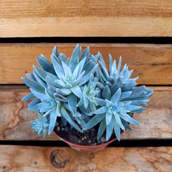 20250317_135653 Dudleya greenei