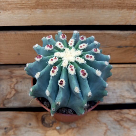 Ferocactus glaucescens