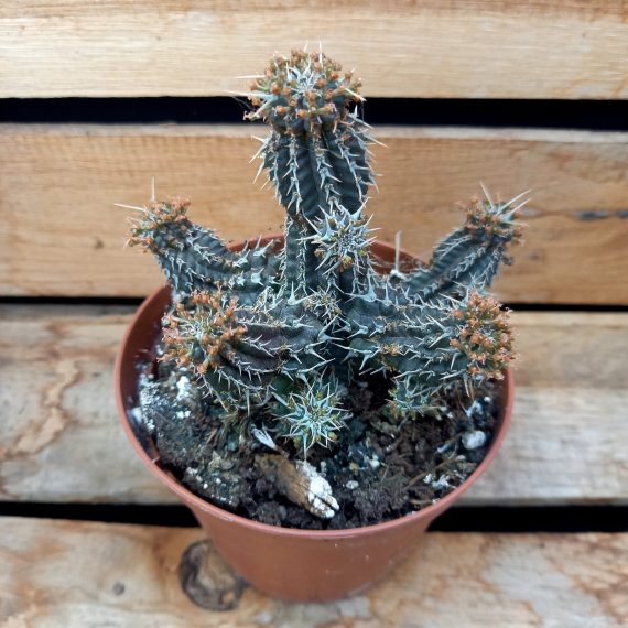 20250317_144310 Euphorbia philipsioides
