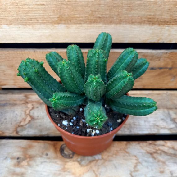 20250317_144516 Euphorbia tubiglans
